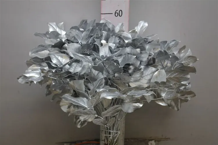 Salal Tips Silver 45 cm