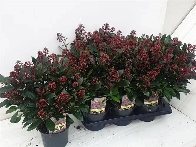 Skimmia Rubella 25+ črepník 17 cm