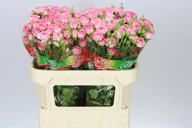 Rosa Tr Tralala 70 cm