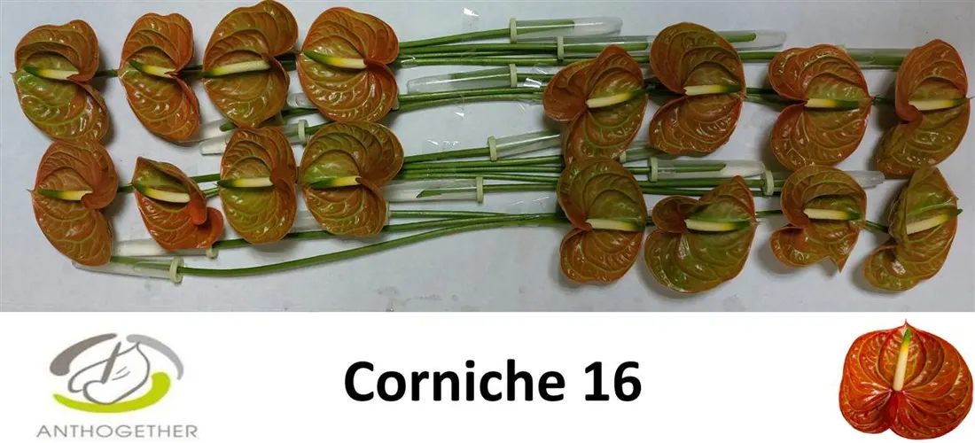 Anth Corniche