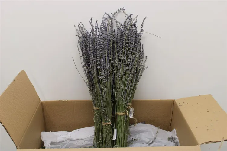 Dried Lavendelbos Dried 40 cm