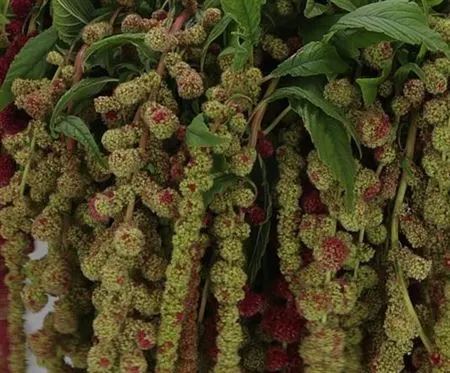 Amaranthus Ca Mira 75 cm