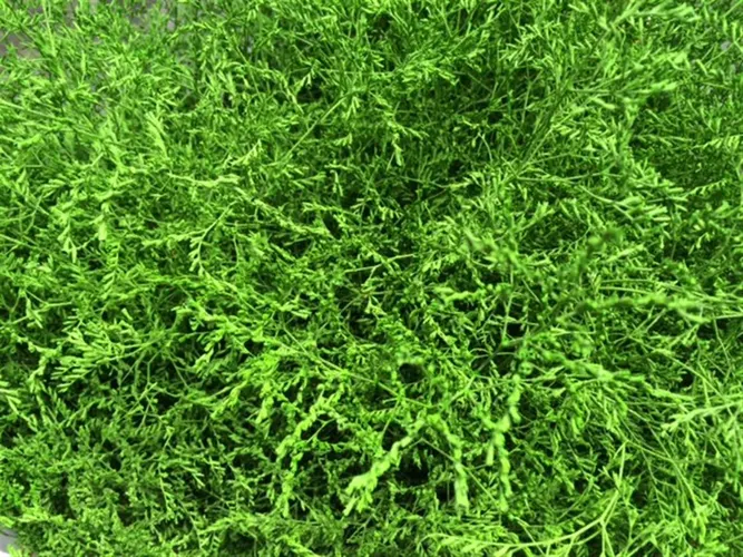 Lim Beltaard Green 80 cm