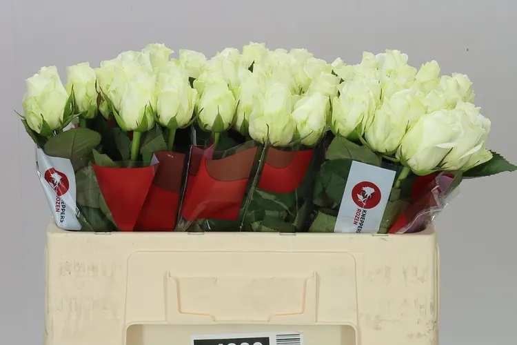 Rosa Gr Countdown 50 cm