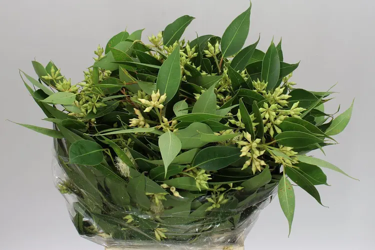 Robusta Berries 65 cm