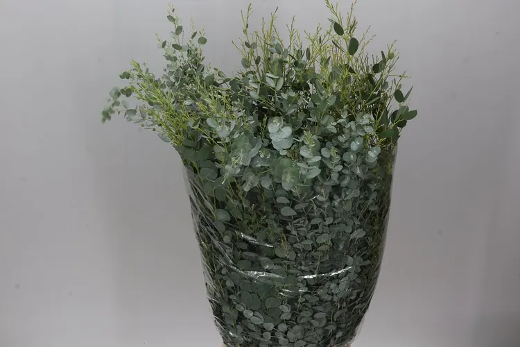 Gunni 70 cm