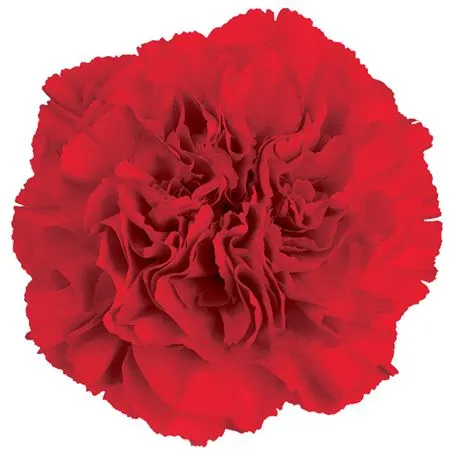 Di St H. Red 60 cm