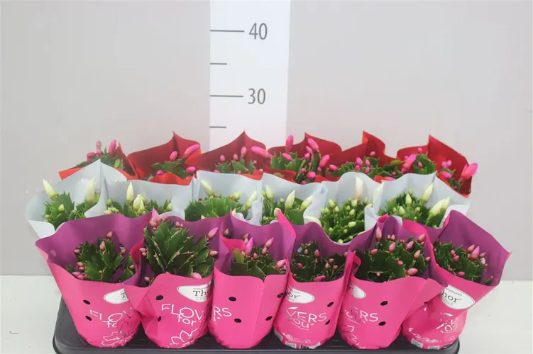 Schlumbergera mix črepník 9 cm