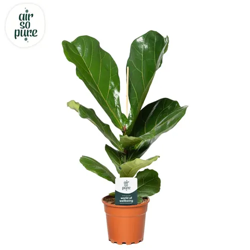 Fikus Lyrata 1pp črepník 17 cm