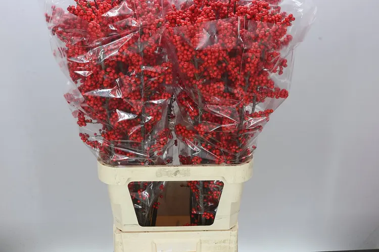 Ilex 100 cm