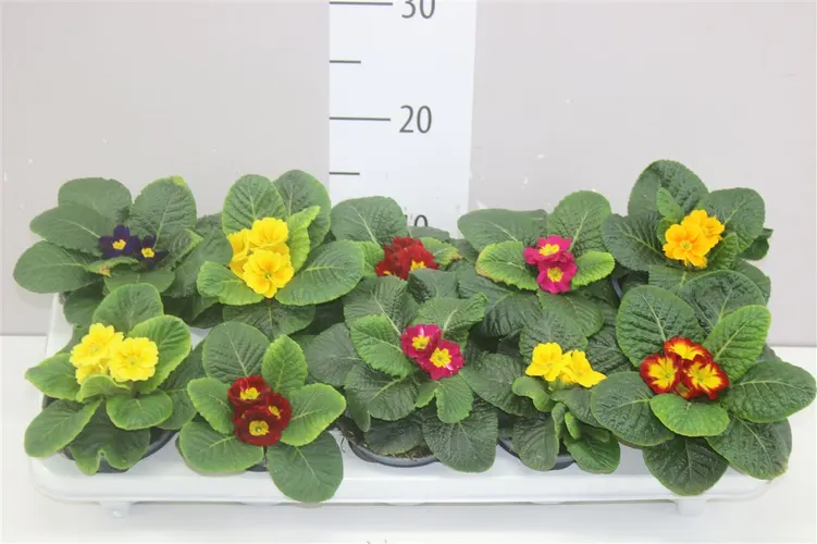 Primula Acaulis mix črepník 10,5 cm