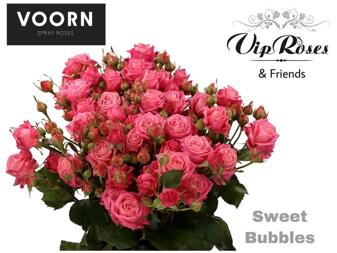 Ruža trsová Sweet Bubbles 60 cm