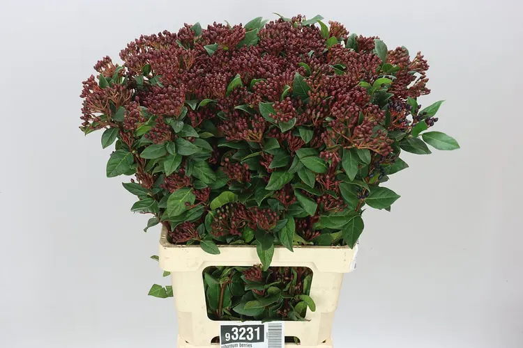 Viburnum Berries 70 cm