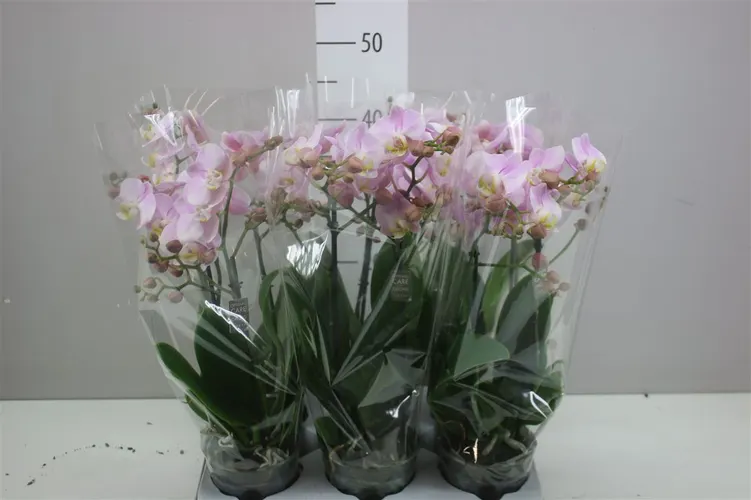 Orchidea Phalaenopsis Mtfl Angel Eyes, 2 výhony črepník 12 cm