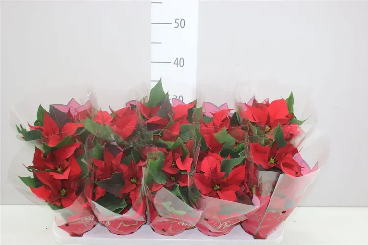 Euphorbia P Midi Mars črepník 11 cm