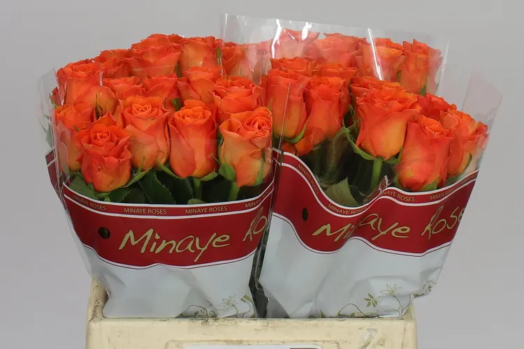 Ruža Orange Wave 40 cm