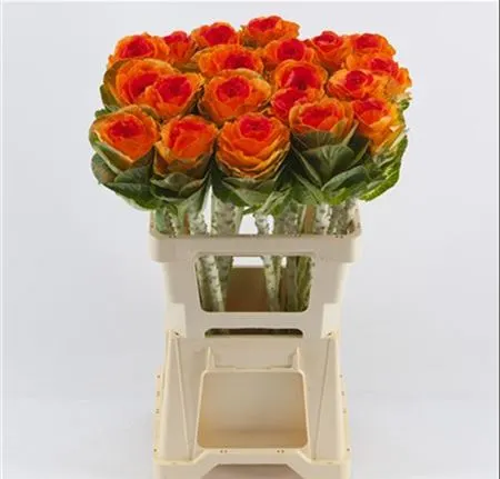 Brassica Painted Orange Red 60 cm