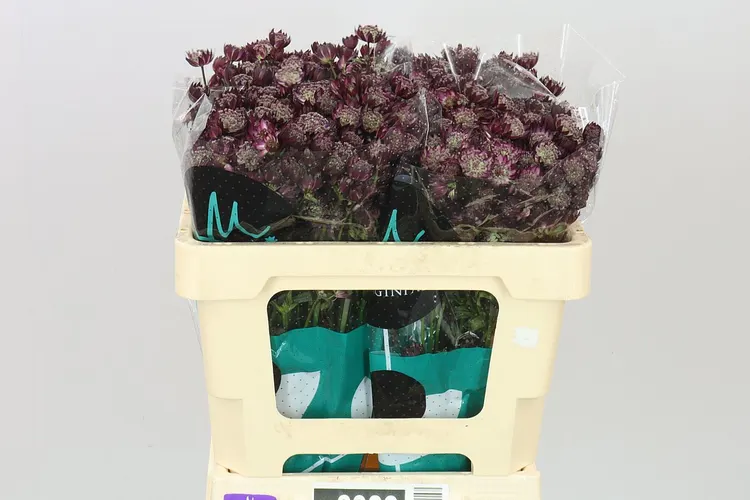 Astrantia Star Of Love 50 cm