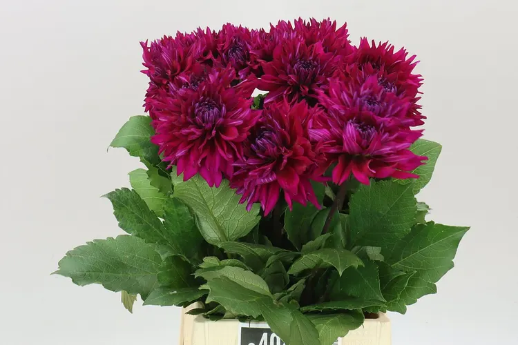Dahlia Fuchsia Charm 40 cm