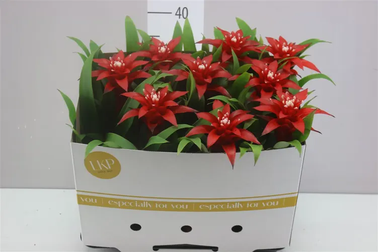 Guzmania Confetti črepník 10,5 cm