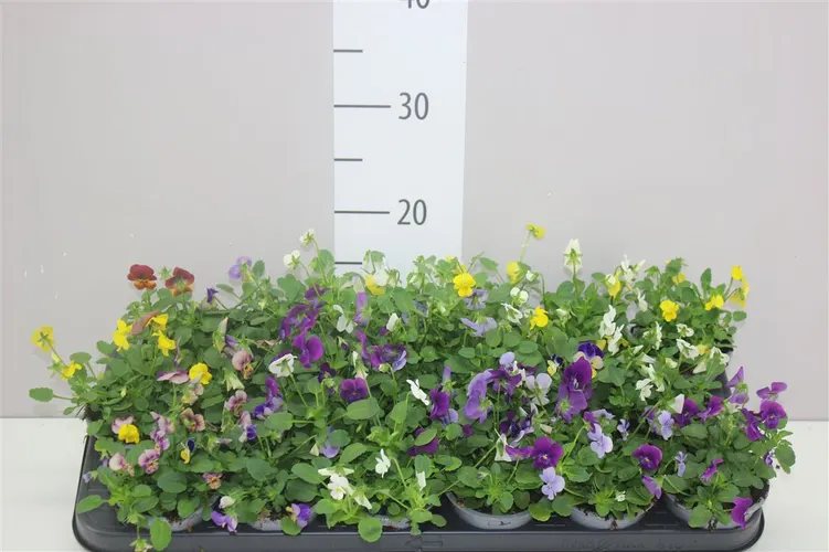 Viola Cornuta mix črepník 9 cm