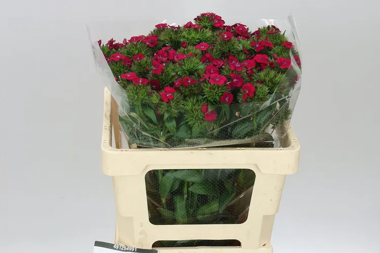 Di Barb Neon Cherry 50 cm