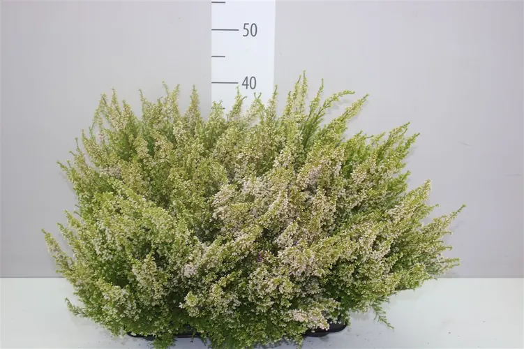Erica Zo Gracilis Wit črepník 11 cm