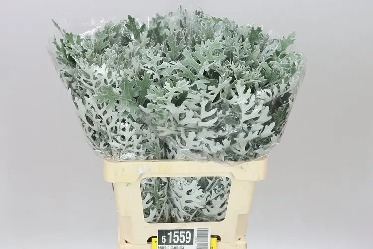 Senecio Maritima 60 cm