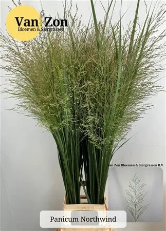 Panicum Vi Northwind 120 cm