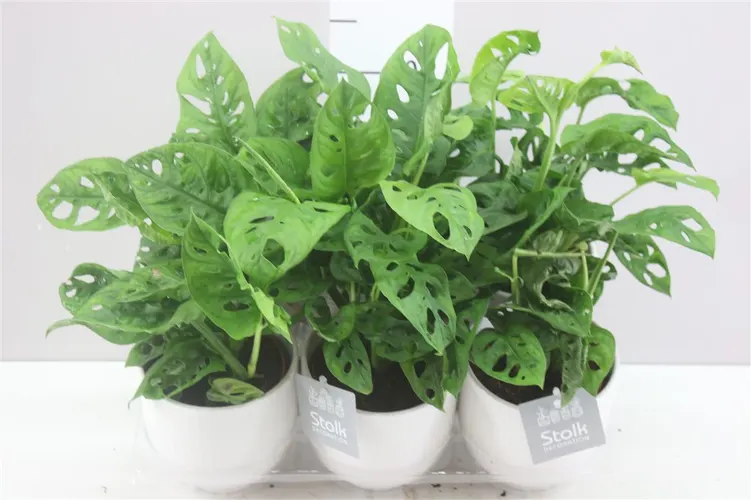 Monstera Obliqua 'monkey Mask' Liv v keramike črepník 13 cm