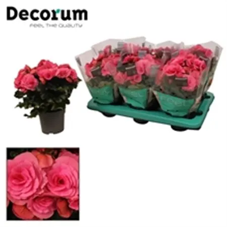 Begonia Du Adonia Pink črepník 13 cm
