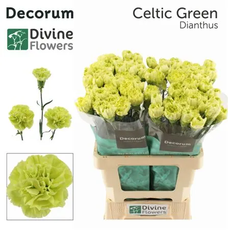 Di St H. Celtic Green 60 cm