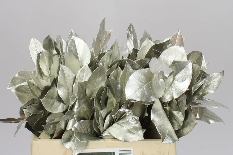 Salal Tips Platina 45 cm