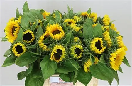 Helianthus Sunrich Orange 60 cm
