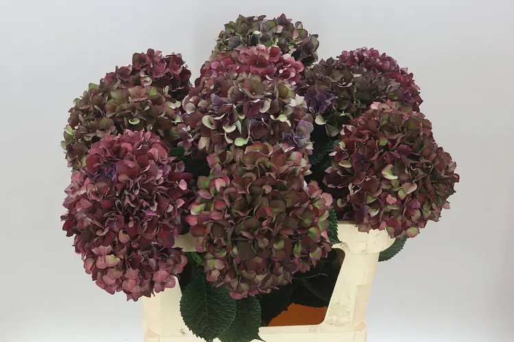 Hortenzia Ruby Aubergine Classic 80 cm