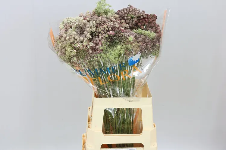 Ammi Daucus Carota Dara 70 cm