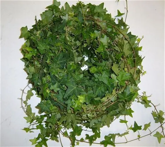Hedera Green 80 cm