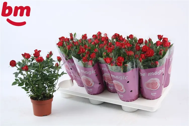 Rosa Jewel Rood črepník 10,5 cm