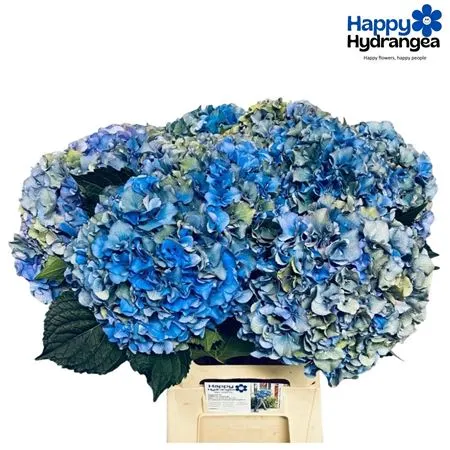 Hyd Parade Classic 40 cm