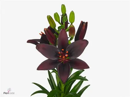 Lil Az Dark Secret 95 cm