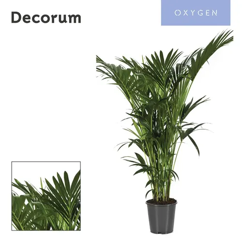 Howea Forsteriana 170cm (kentia) Decorum črepník 27 cm