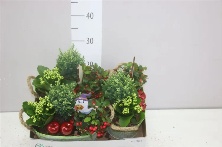 Arr Tuinplanten In Zink Ovaal Met Touwhengsel črepník 25 cm