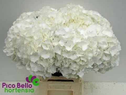 Hydr M Ch Whi Verena 65 cm