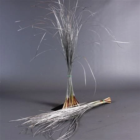 Beargrass Silver 60 cm