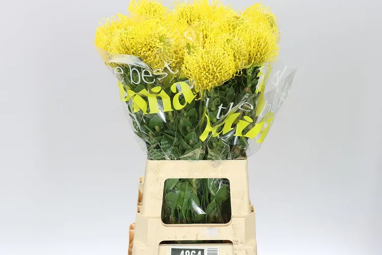 Leucospermum High Gold 70 cm
