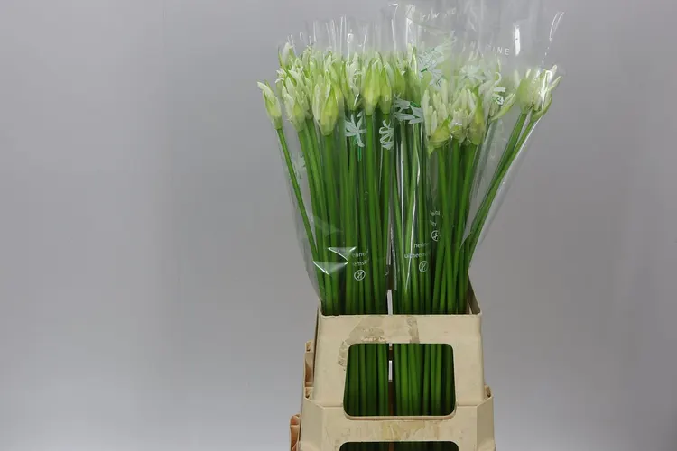Nerine Bo Biancaneve 70 cm