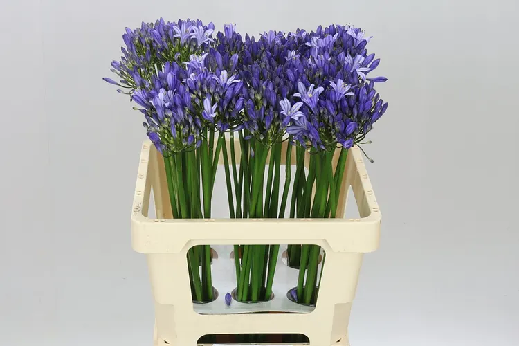 Agap Uri 60 cm
