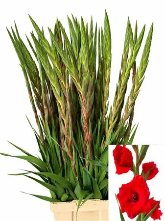Glad Roma Red 110 cm