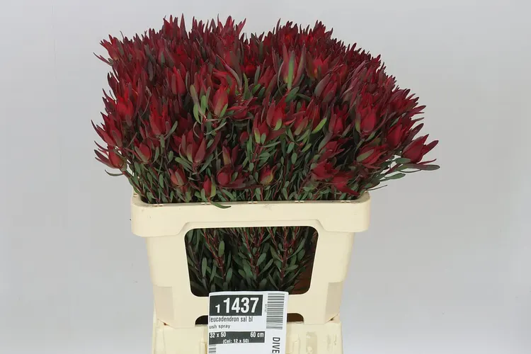Leucadendron Sal Blush Spray 60 cm