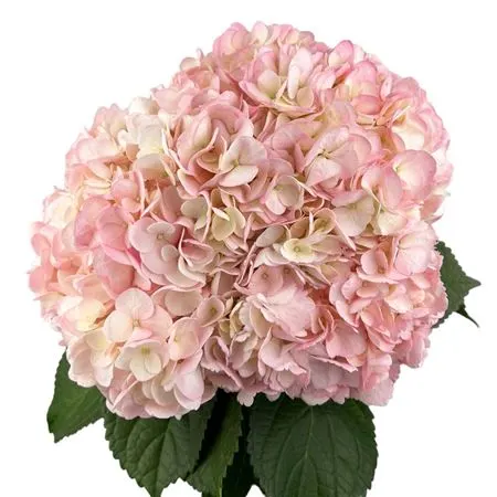 Hyd. Bridal Pink Air. Box Ex X10 60 cm